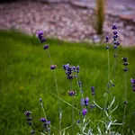 Drewniane Caloroczne Gryszczeniowka *