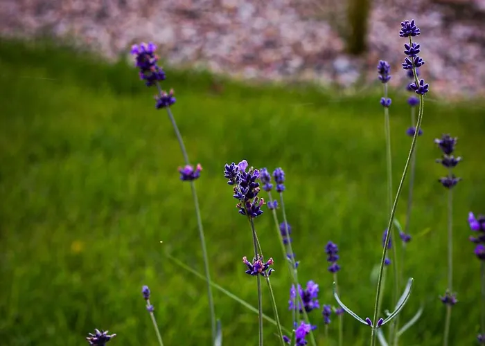 Drewniane Caloroczne Gryszczeniowka *